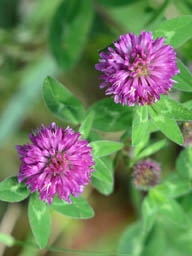 red clover
