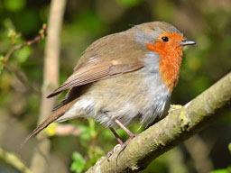 robin