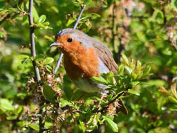 robin