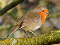 robin