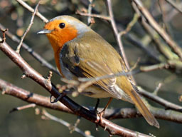robin