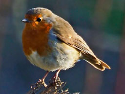 robin