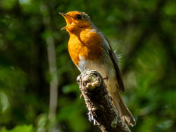 robin