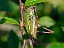 female dark bush cricket