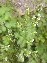 rough meadow-grass