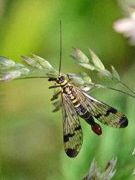 male common scorpion fly