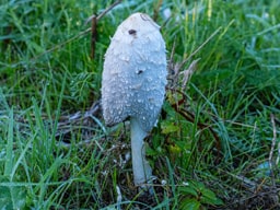shaggy ink cap