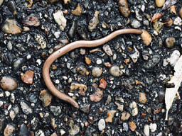 slow worm