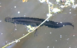 smooth newt