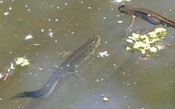 smooth newts