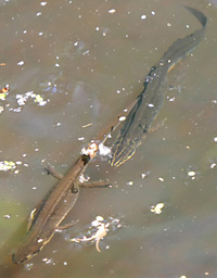 smooth newts