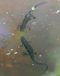 smooth newts