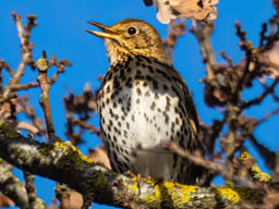 song thrush