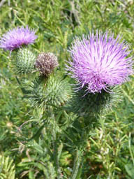 spear thistle