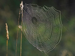 spider web