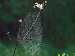 spider web