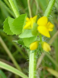 spotted medick