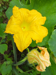 squash / pumpkin