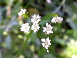 stone parsley flowers