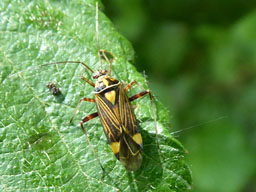 striped oak bug