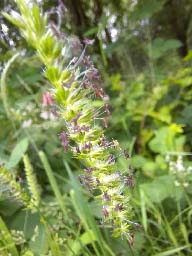 maybe timothey grass