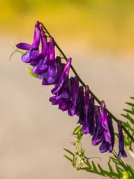 tufted vetch