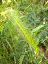 wall barley