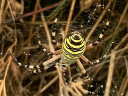 wasp spider