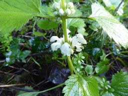 white dead nettle
