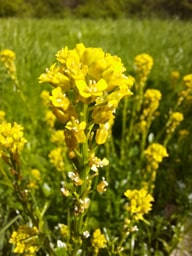 winter-cress