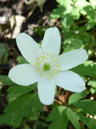 wood anemone