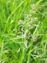 wood meadow-grass maybe