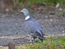 wood pigeon