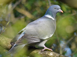 wood pigeon