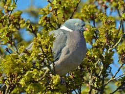 wood pigeon
