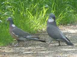 wood pigeons - mating display
