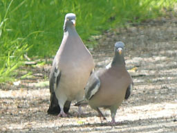 wood pigeons - mating display