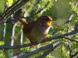 wren