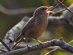 wren