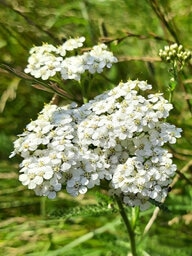 yarrow