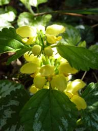 yellow_archangel