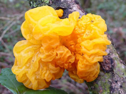 yellow brain fungus