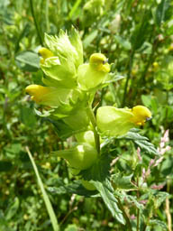 yellow rattle