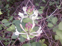 honeysuckle