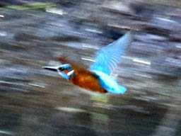 kingfisher