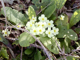 primrose