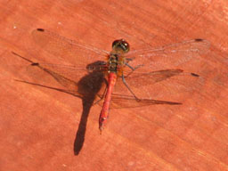 ruddy darter (male)