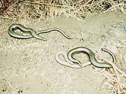 slow worms