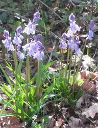 spanish bluebell