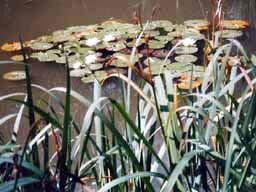 water lillies - Willow Pond